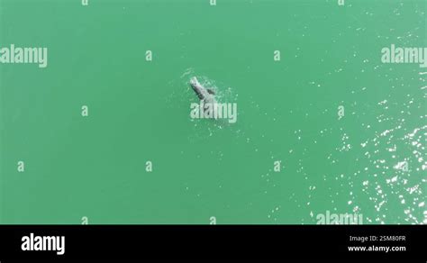 is a dolphin a fish